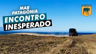 Um encontro inesperado - Mar Patagônia - episódio 01