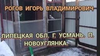 1.ч.НИКОЛАЕВСКИЕ ГОЛУБИ " РОГОВ ИГОРЬ ВЛАДИМИРОВИЧ. ЛИПЕЦКАЯ ОБЛ.Г.УСМАНЬ. П. НОВОУГЛЯНКА.5.02.2021.