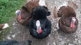 The Turkeys of Berry Pomeroy