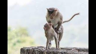 This Monkey Is So Nice! | Monkey Honeymoon | Animal World Uploads |