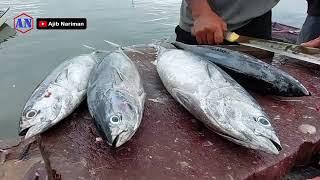 Skill Hebat Abang Allan Potong Ikan Tongkol, Tola dan Tuna Untuk Konsumsi Pribadi