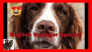 English Springer Spaniel cerberusk9uk