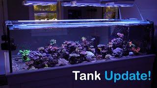 Peninsula Tank Update - Fall 2024