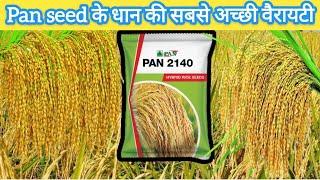 Dhan PAN 2140 Hybrid Rice seeds || पान कंपनी के धान की वैरायटी || PAN 2140 dhan paddy seeds