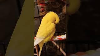 #birds #lovebirds #parrot #pets #милота #parakeet #youtubeshorts #pets #video #vlog #shorts #cute