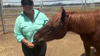 Australia Wild Horse Sanctuary