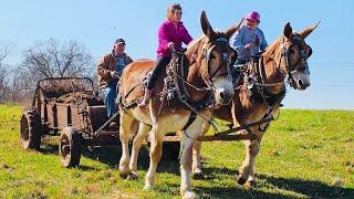 Draft mules and beautiful weather! MUST SEE  #097