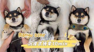 【ASMR 10分钟纯享2.0】曼玉沉浸式SPA | 柴犬吃播 | 助眠视频颅内享受