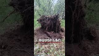 Արթիկում տորնադոն տապալել է ծառը #shorts