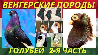 ИНТЕРЕСНОЕ разнообразие Всех ВЕНГЕРСКИХ ПОРОД голубей  Часть-2 / Pigeon breeds