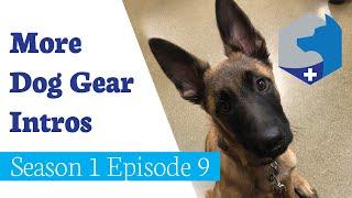 Introducing Kenobi to Gear / Pup Vlog / Season 1 Episode 9