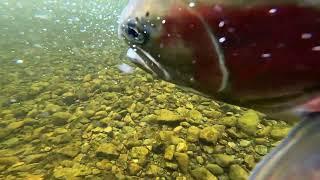 Steelhead River Battle on a 5WT fly rod