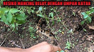 NGERI! Mancing Belut malah Dapat Ular Macan | Snake Fishing