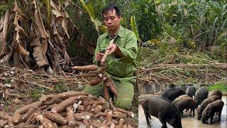 Difficulty finding food for wild pigs, solution from harvesting cassava