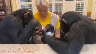 Welcome Very Intelligent Newborn Baby CHIMPANZEE