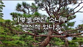 화담숲#KOREA GARDEN#소나무정원#수억원호가하는소나무#땅값보다소나무값이비싼곳#곤지암