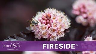 First Editions® Fireside® Ninebark