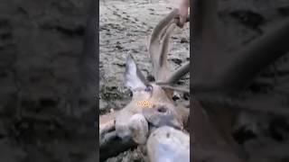 حيوانات طلبت المساعده من البشر