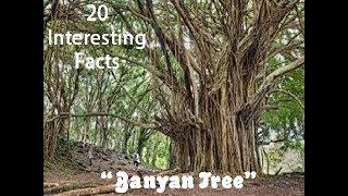 20 Interesting Facts about "Banyan Tree"