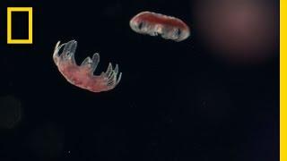 Sea Nettle Jellyfish Birth | Untamed Americas