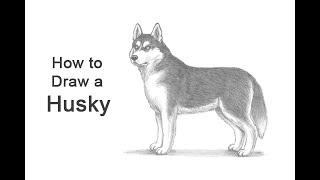 How to Draw a Dog (Husky)