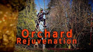 Overgrown Orchard Rejuvenation