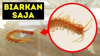 Jika kamu Menjumpai Serangga Ini di Rumah, Jangan Hancurkan!