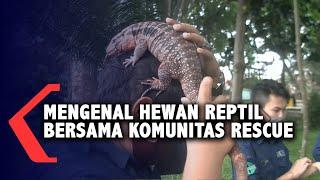 Mengenal Hewan Reptil