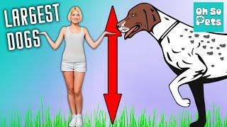 Top 10 Biggest Dog Breeds (You never knew existed)