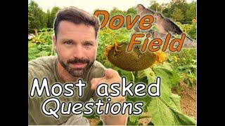 Top YOUTUBE Dove Farmer Reveals Secrets to Managing Sunflower Fields for Doves