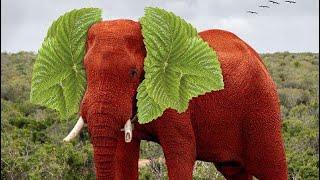 Maroodi | elephant | Somali wild animal