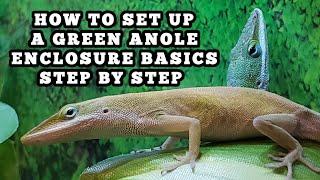 HOW TO SET UP A GREEN ANOLE ENCLOSURE *STEP BY STEP*