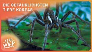 Südkorea - Land der extremen Tiere | Doku | Real Wild Deutschland