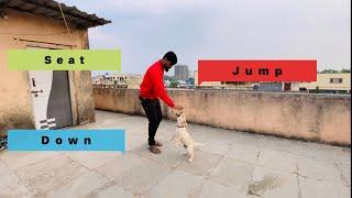 Dog training at home | how to train your dog | seat jump and down