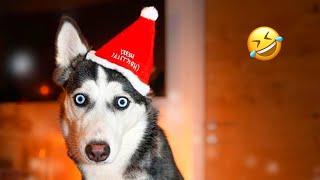 FUNNIEST Christmas Huskies  | Normal dogs vs Huskies | Husky Expectations / Reality | Part 28