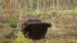 Fighting brown bears