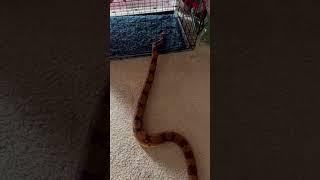 Boa exploring #snake #pets #boaconstrictor #shortfeed #animals #explore #amazing