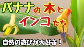 オカメインコとコザクラインコがバナナの木にかじりつき〜