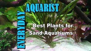 Best Plants for Sand Aquariums