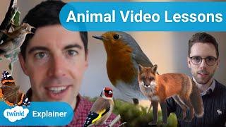 Learning About Animals: Our Video Lessons