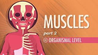 Muscles, Part 2 - Organismal Level: Crash Course Anatomy & Physiology #22