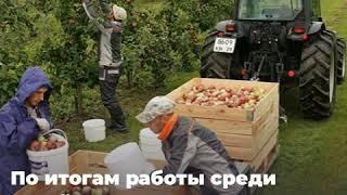Лучшая ягода в Калининградской области!