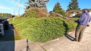 PENSIONER Needed Help With OVERGROWN Juniper Hedge!