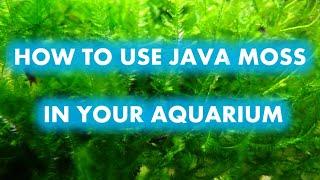 HOW TO USE JAVA MOSS IN YOUR AQUARIUM