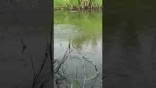 mancing ikan di rawa #mancing #ikan #rawa  @Fikta48