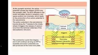 Ch 10 Muscle Contraction Theories.mp4