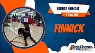 Finnick the young German Pinscher builds confidence w/ 2 week BNT! OLK9 Training Clarsksville/Nash