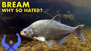 Why Does Everyone Hate Bream? : UK FISH MYTHS