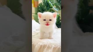 Cat  & cute baby  laughing video #funnyvideo #cutebaby #comedy #laugh #shorts