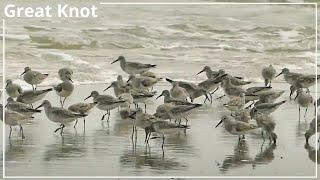 Great Knot Feeding on the Shoreline | Birding in Thailand